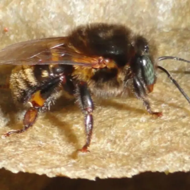 Abelha Guaraipo