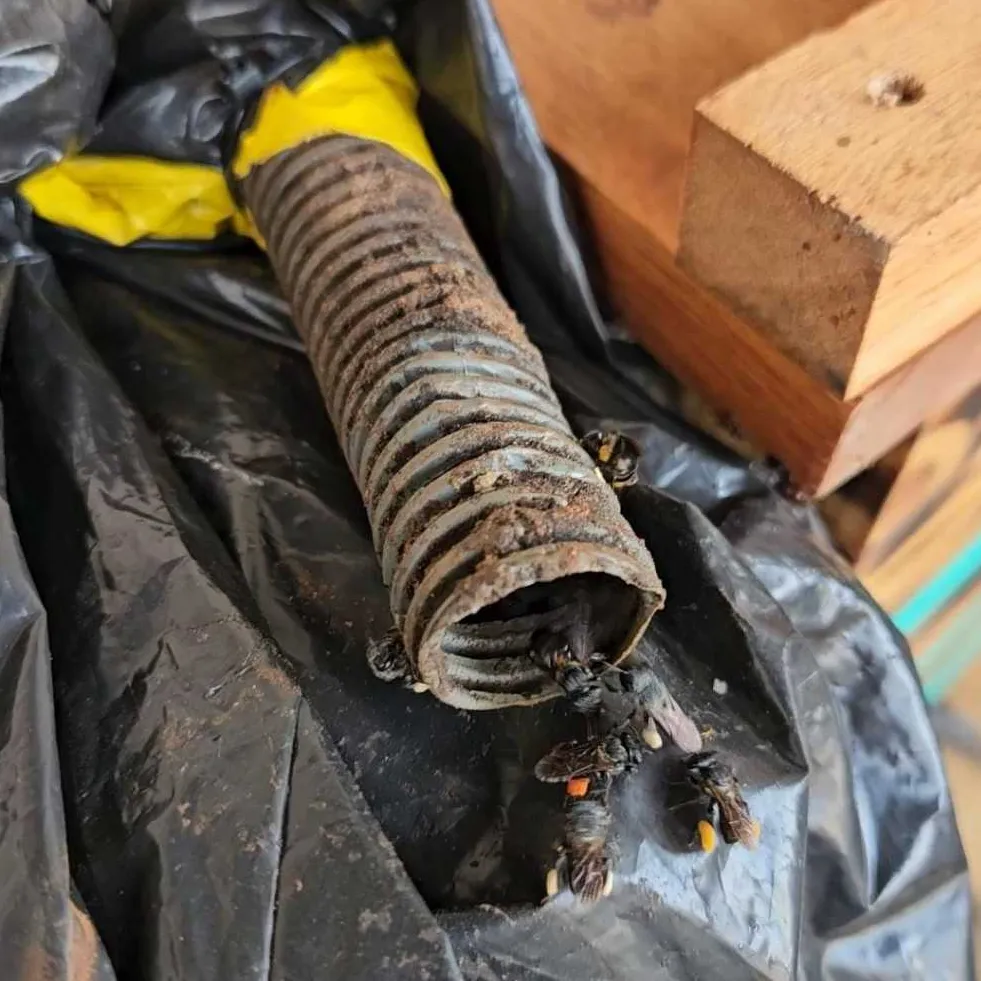 Atrativo Especial Pega Mombucão 500ml De Abelha Em Abelha — 12